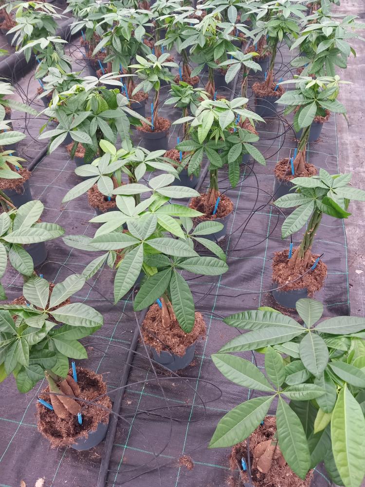 PACHIRA AQUATICA VP17