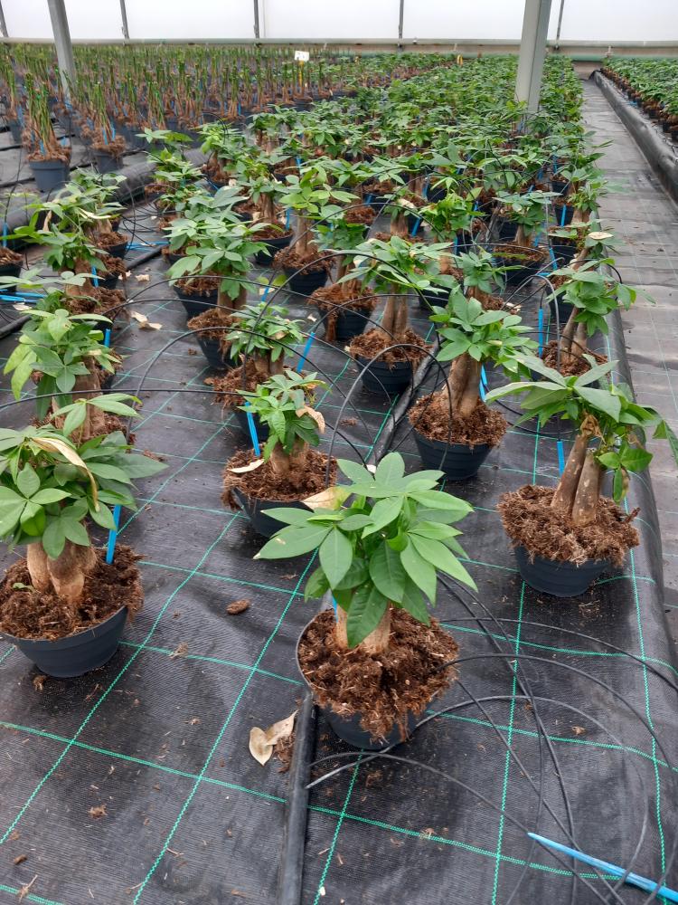 PACHIRA BONSAI 3PP CP17