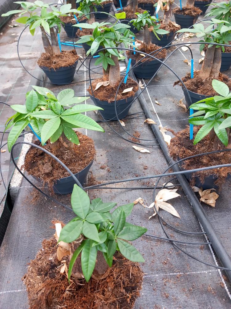 PACHIRA BONSAI 3PP CP17