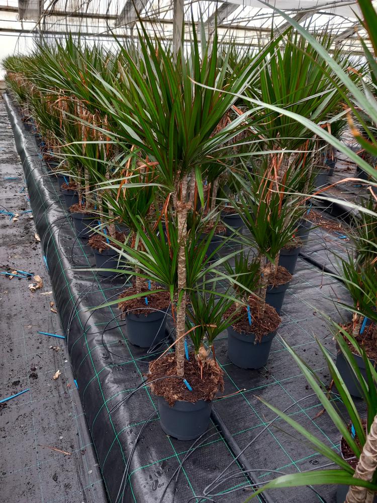 DRACAENA MARG. H60/30/10 VP21