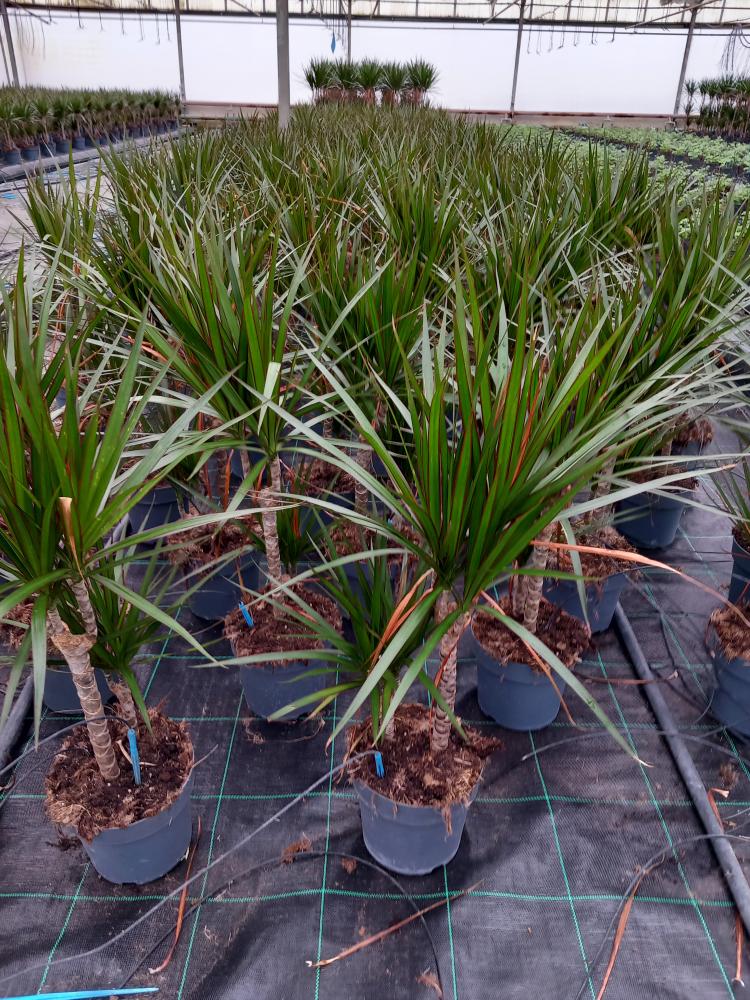 DRACAENA MARG. H30/15 VP17