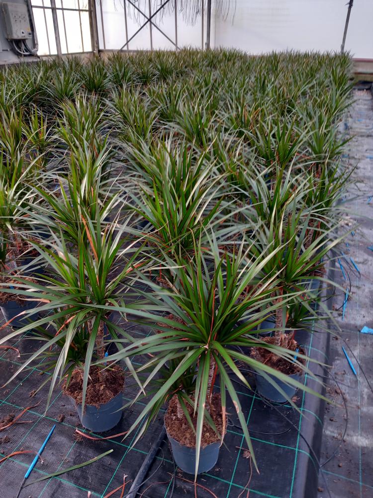 DRACAENA MARG. H30/15 VP17