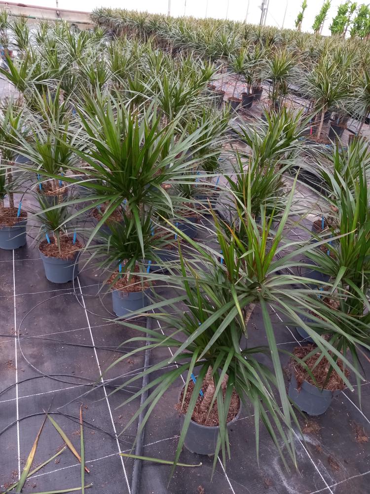 DRACAENA MARG. H30/15 VP17