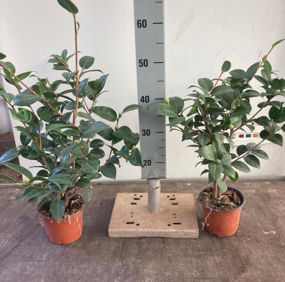 CAMELIA JAPONICA  VP14