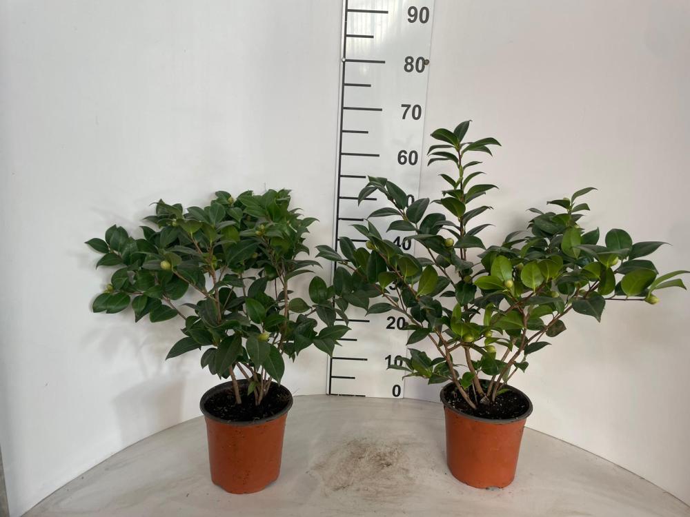 CAMELIA JAPONICA VP17
