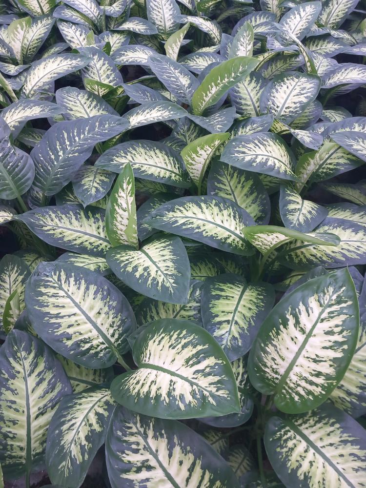 DIEFF. TROPIC SNOW 1P VP17