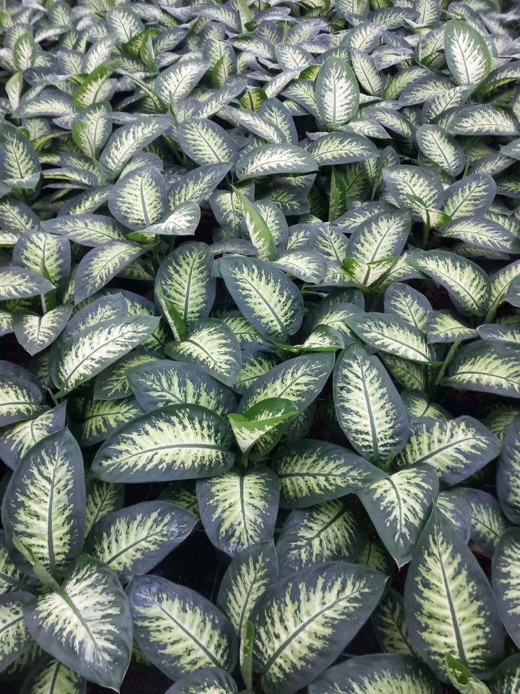 DIEFF. TROPIC SNOW 1P VP17