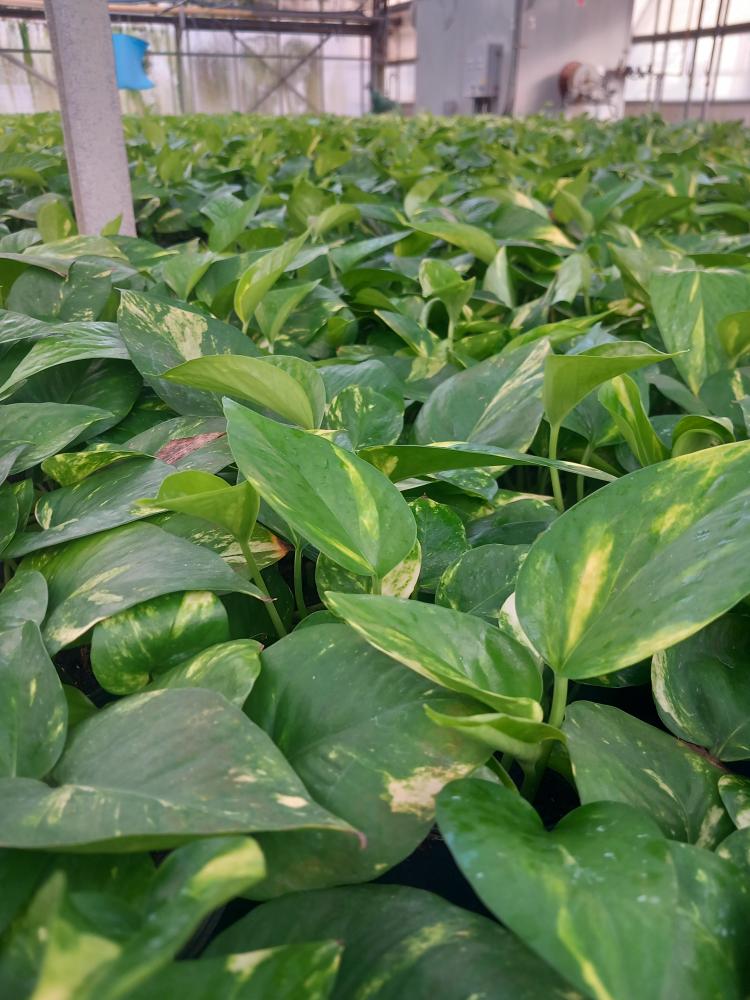 SCINDAPSUS AUREUS VP12