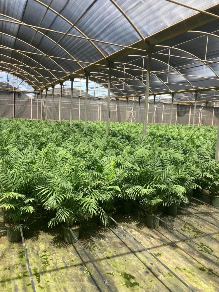 CHAMAEDOREA H80/90 VP20