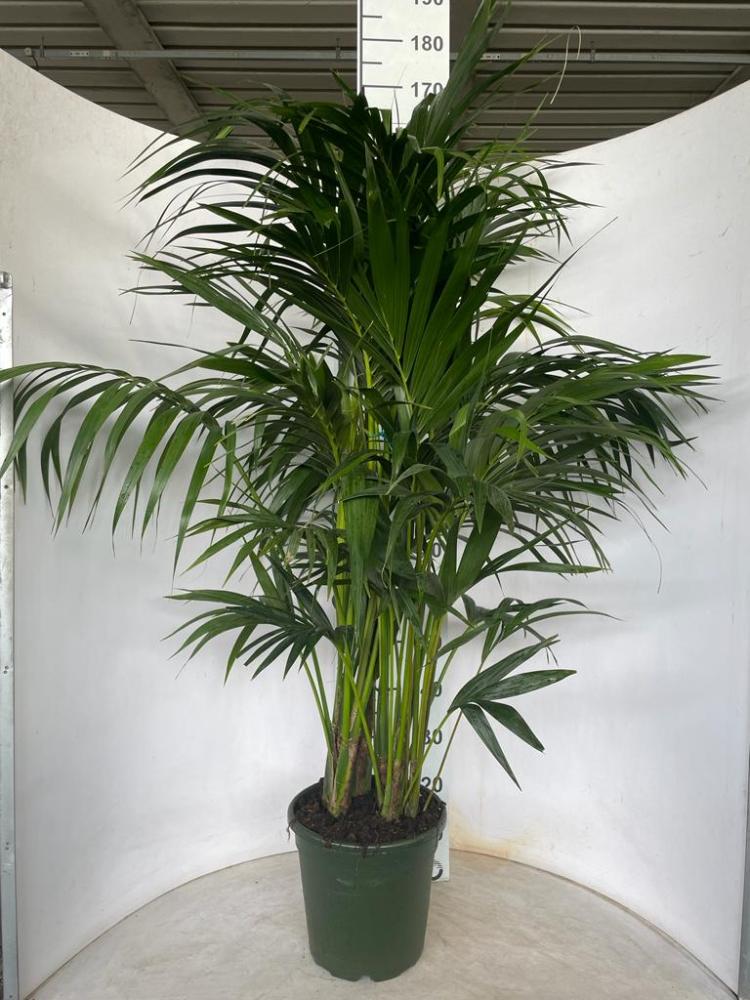 KENTIA 4/5P H170/180 VP24