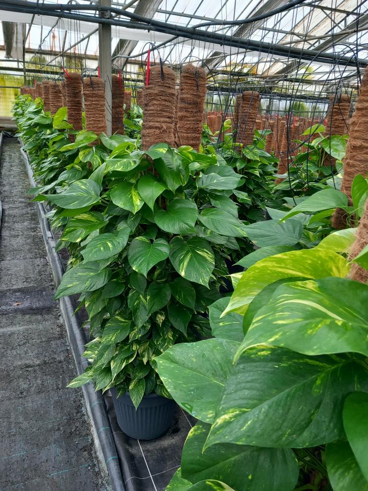 SCINDAPSUS AUREUS VP35 H150