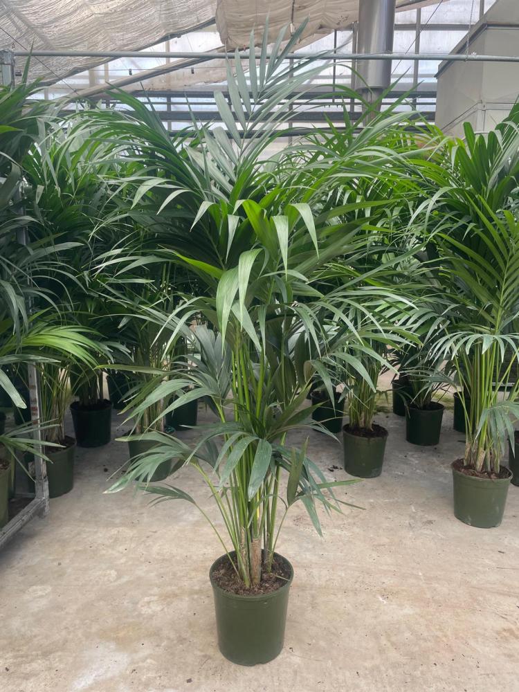 KENTIA 4/5P H170/180 VP24