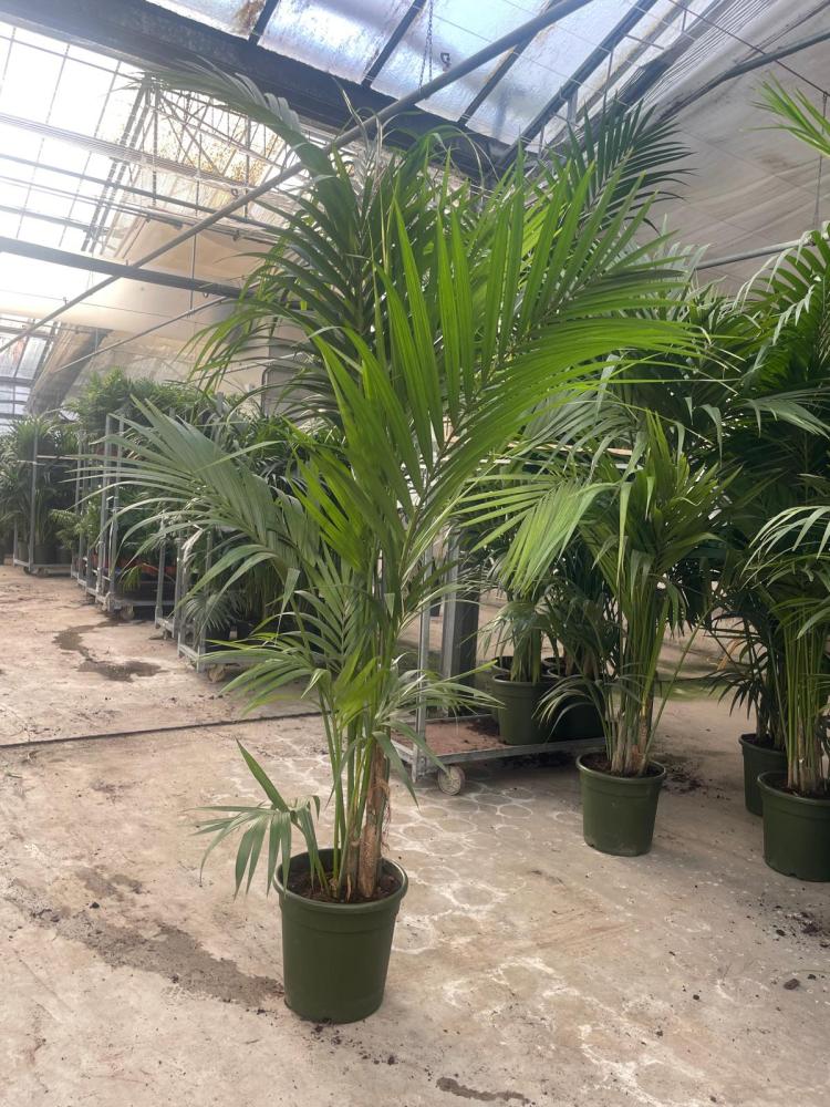 KENTIA 5/6 H240/250 VP30