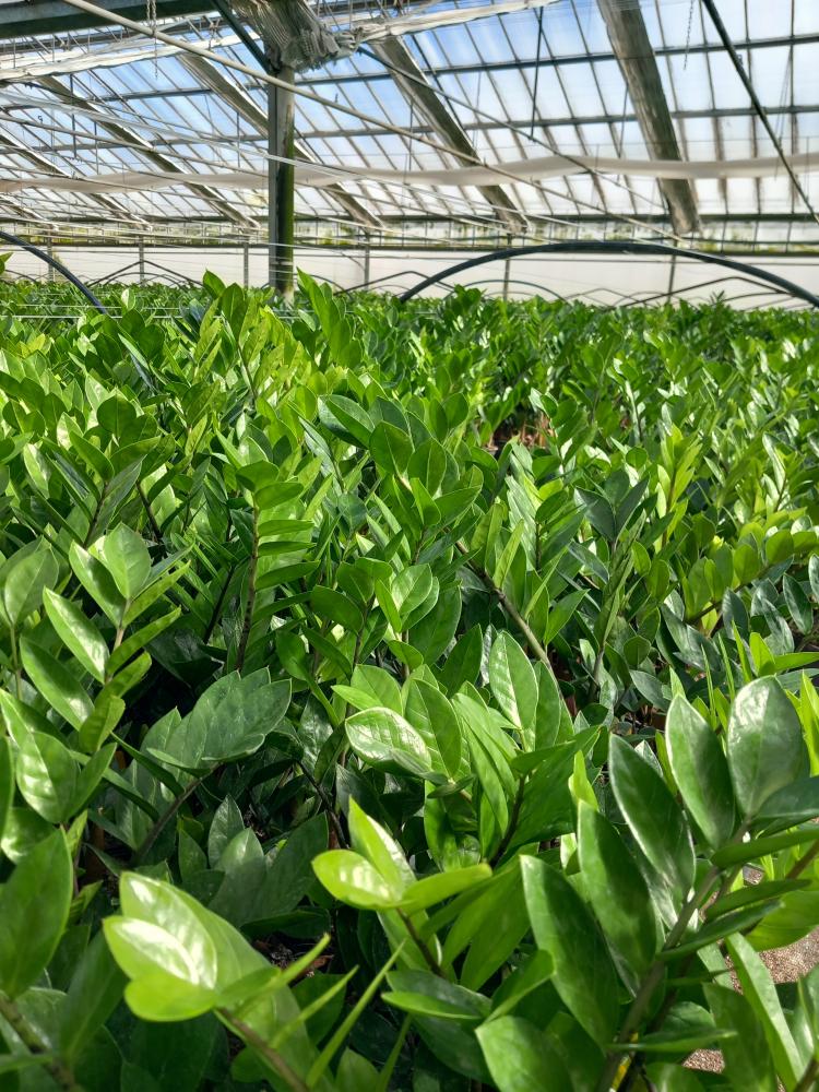 ZAMIOCULCAS VP12 IN BAG