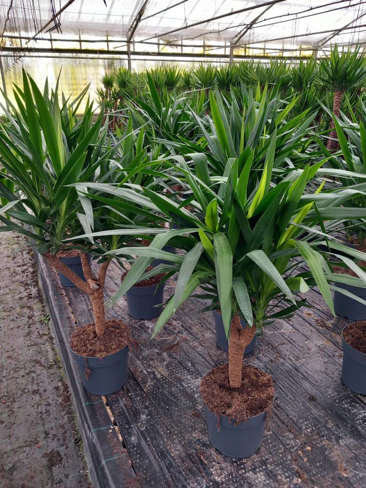 YUCCA RAMIF. VP27 H80