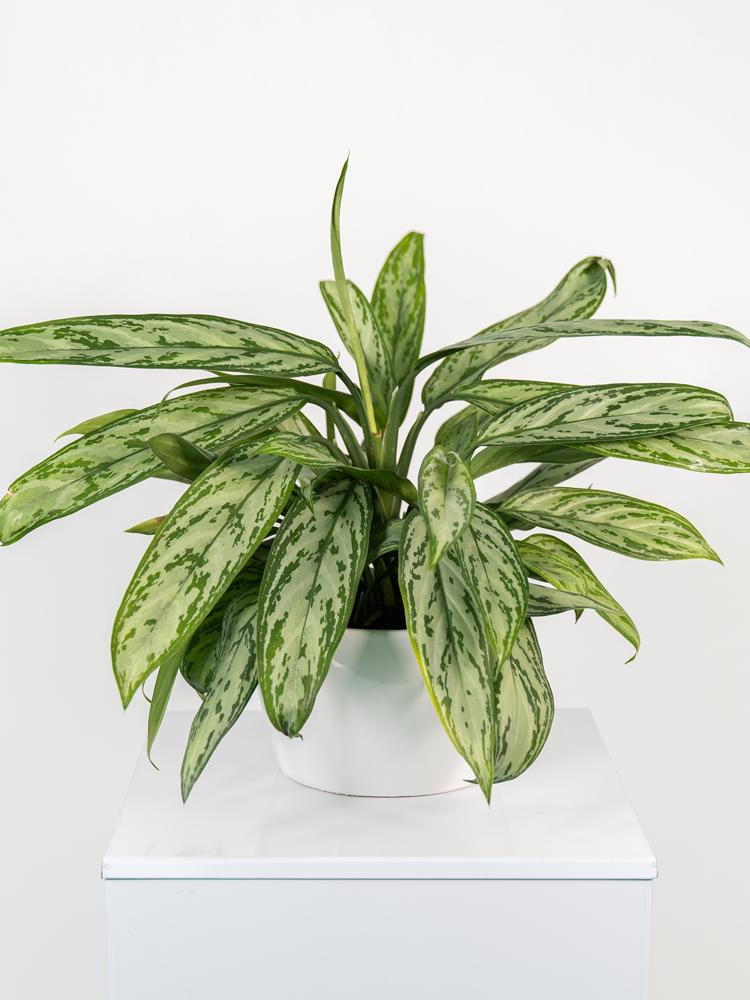 AGLAONEMA S. QUEEN 3P FL0106 WHITE CERAMICA FLA.