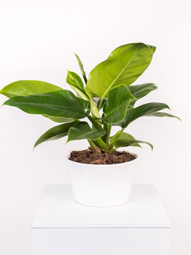 PHILODENDRON IMP. GREEN FL0106 WHITE CERAMICA FLA.