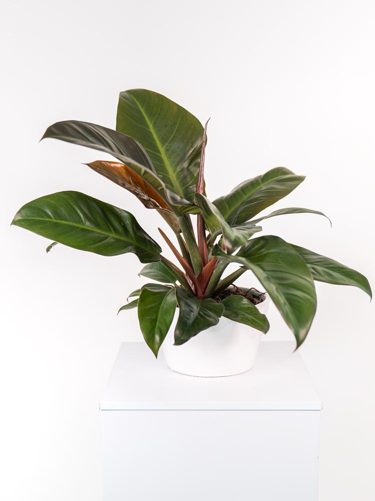 PHILODENDRON IMP. RED FL0106 WHITE CERAMICA FLA.