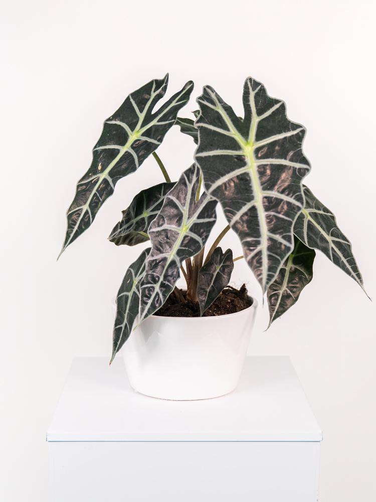 ALOCASIA A. POLLY FL0106 WHITE CERAMICA FLA.