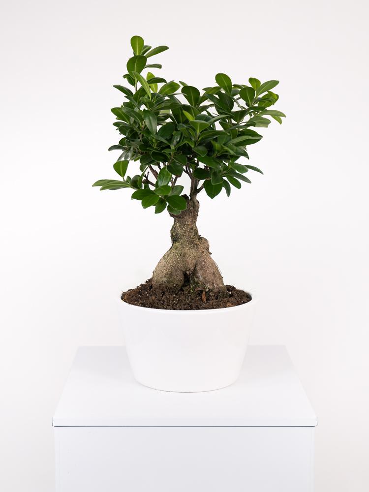 FICUS GINSENG GR150 FL0106 WHITE CERAMICA FLA.