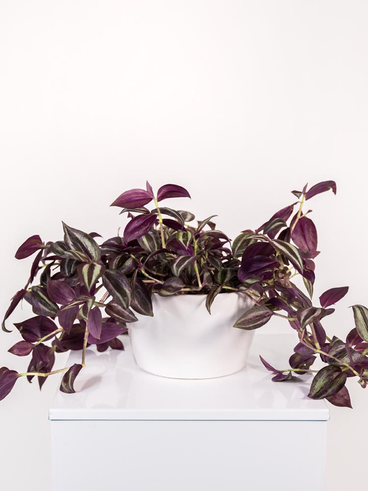 TRADESCANTIA JEWEL RED FL0106 WHITE CERAMICA FLA.