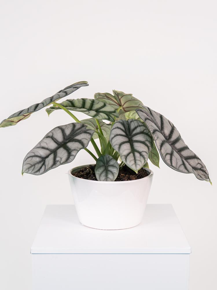 ALOCASIA S. DRAGON FL0106 WHITE CERAMICA FLA.