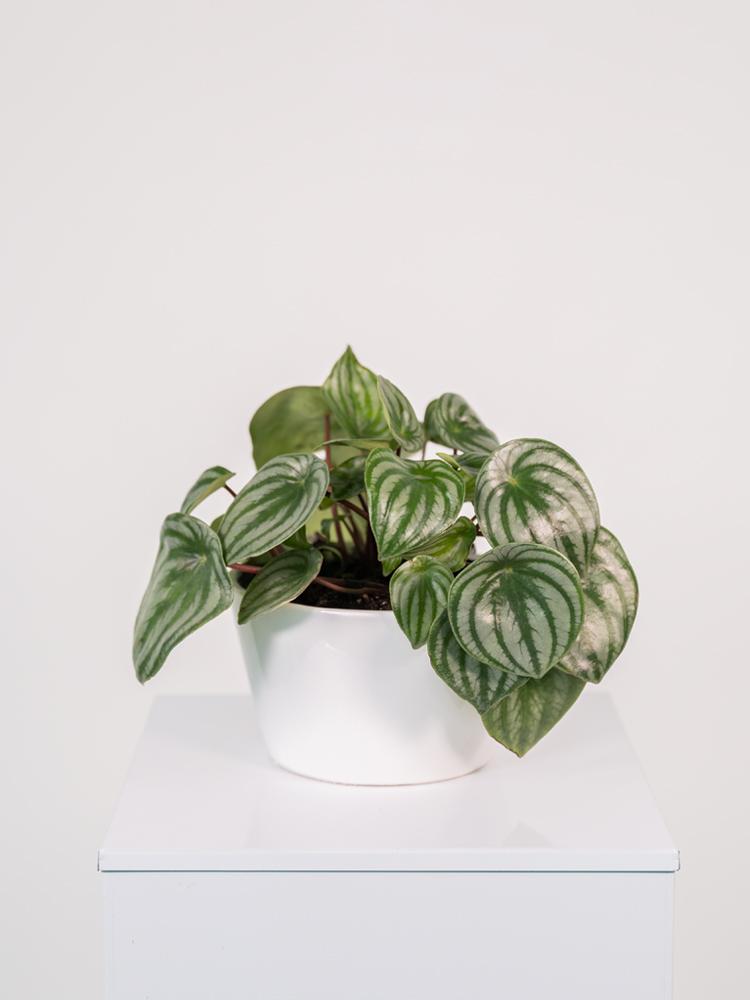 PEPEROMIA WATERMELON FL0106 WHITE CERAMICA FLA.