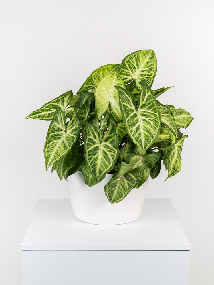 SYNGONIUM ARROW FL0106 WHITE CERAMICA FLA.