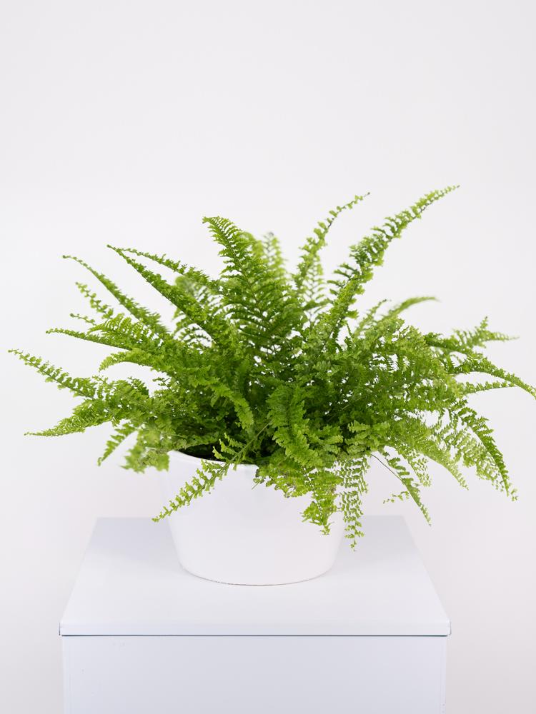 NEPHROLEPIS FLUFFY RUFFLES FL0106 WHITE CERAMICA F