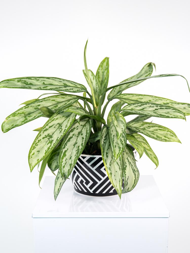 AGLAONEMA S. QUEEN 3P ZI1407 BLACK&WHITE CERAMICA 