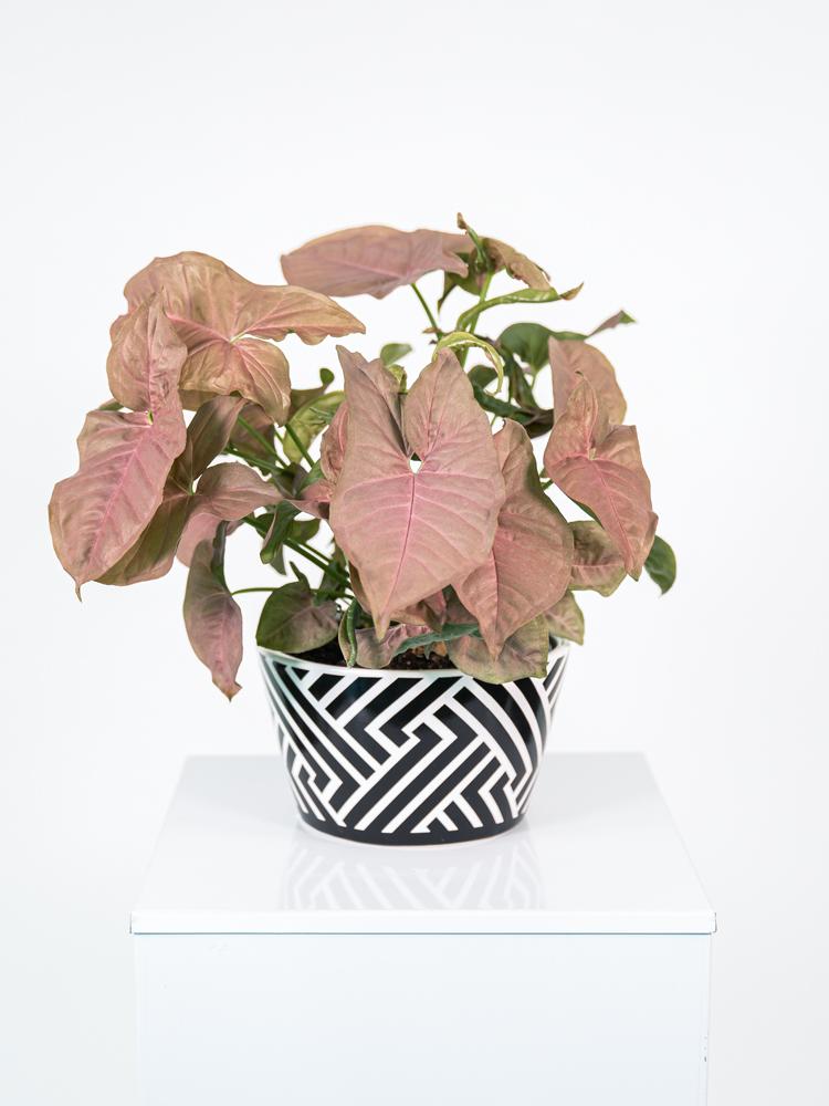 SYNGONIUM R. HEART ZI1407 BLACK&WHITE CERAMICA ZIB