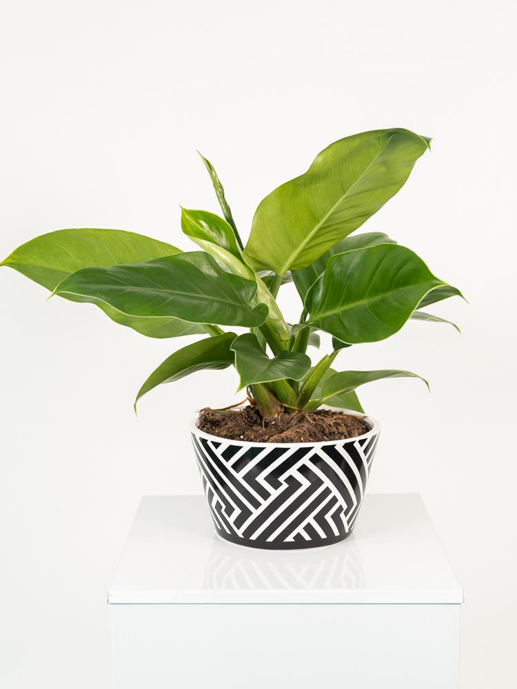 PHILODENDRON IMP. GREEN ZI1407 BLACK&WHITE CERAMIC