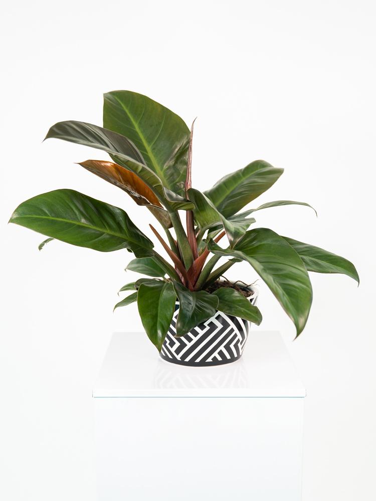 PHILODENDRON IMP. RED ZI1407 BLACK&WHITE CERAMICA 