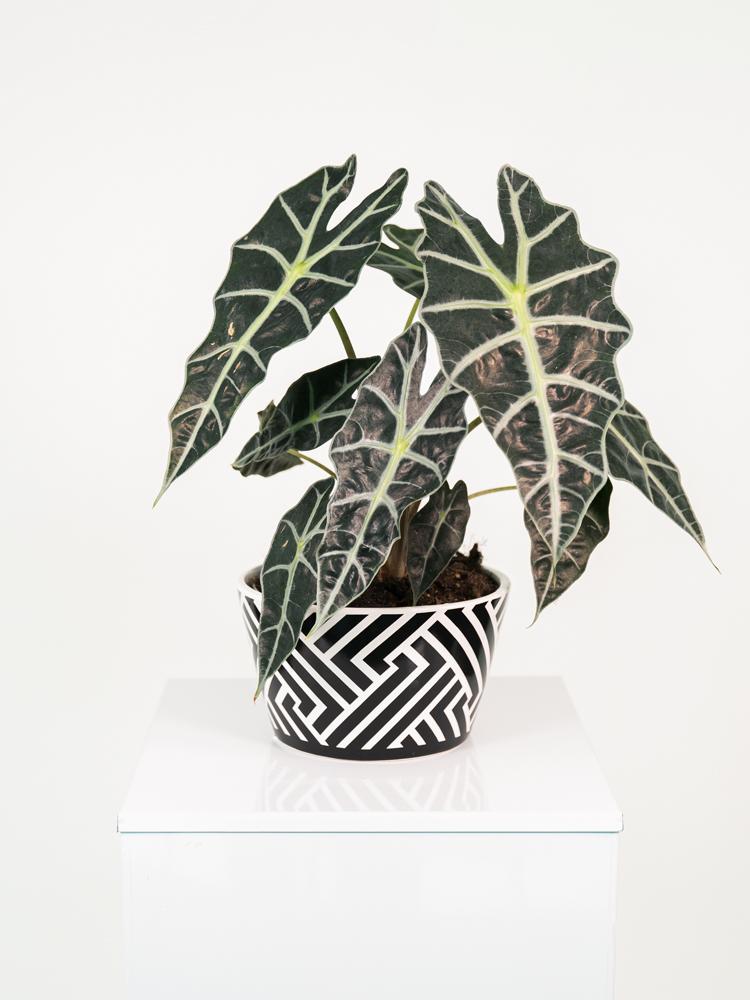 ALOCASIA A. POLLY ZI1407 BLACK&WHITE CERAMICA ZIB.