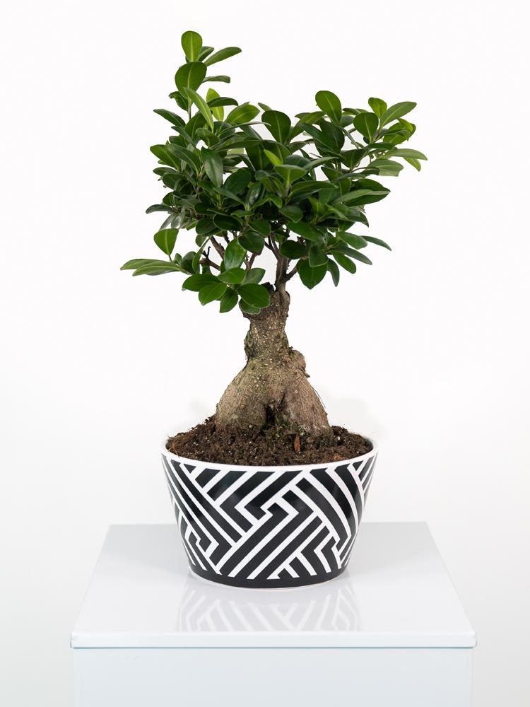 FICUS GINSENG GR150 ZI1407 BLACK&WHITE CERAMICA ZI