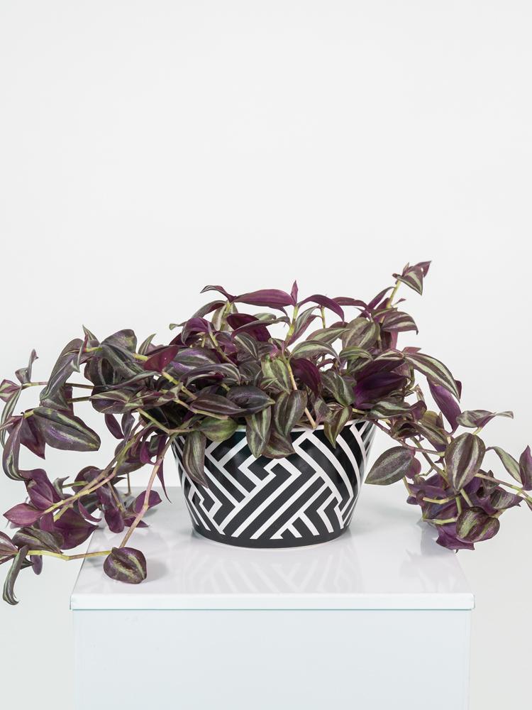 TRADESCANTIA JEWEL RED ZI1407 BLACK&WHITE CERAMICA