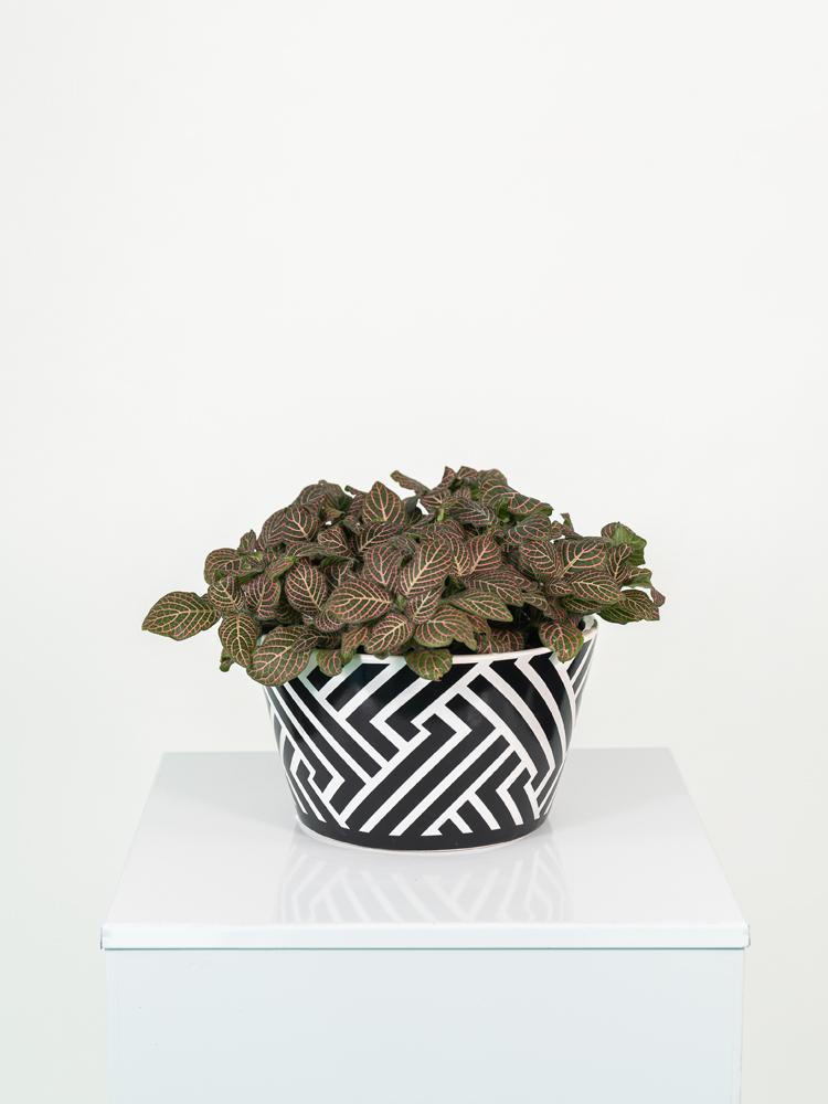 FITTONIA MIX ZI1407 BLACK&WHITE CERAMICA ZIB.