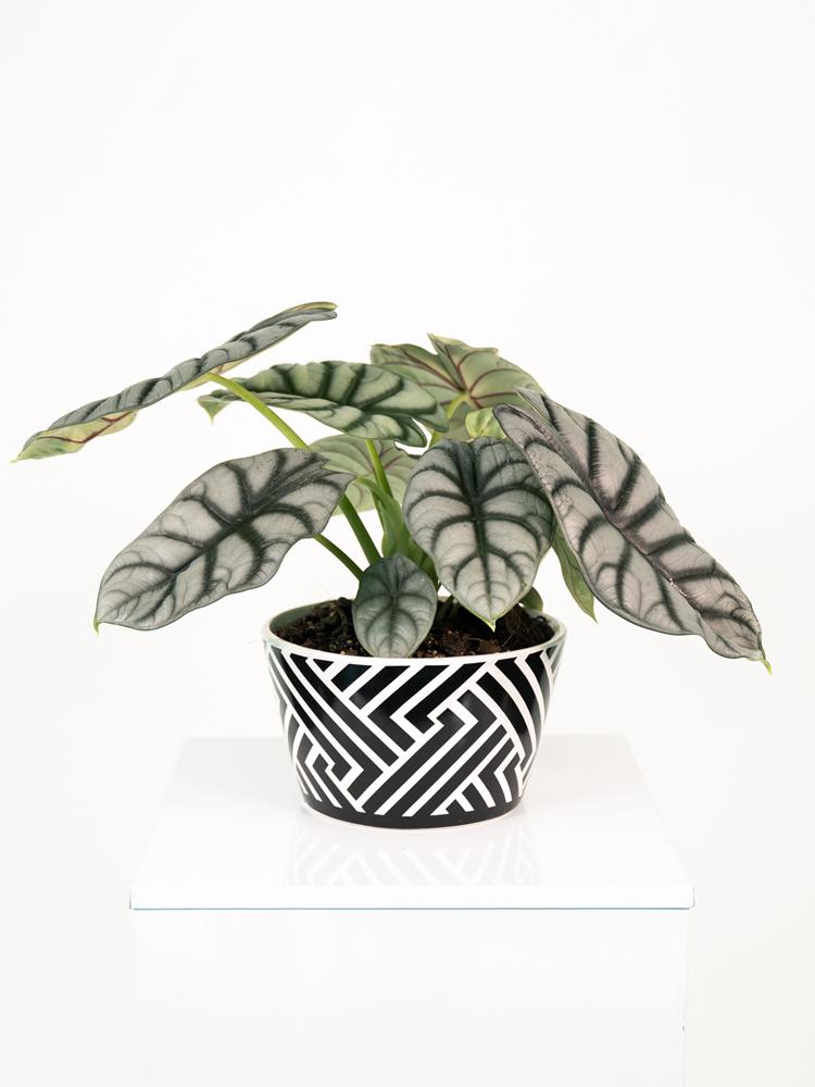 ALOCASIA S. DRAGON ZI1407 BLACK&WHITE CERAMICA ZIB