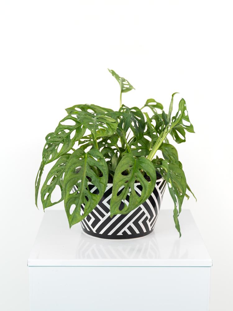 MONSTERA ADANSONII ZI1407 BLACK&WHITE CERAMICA ZIB