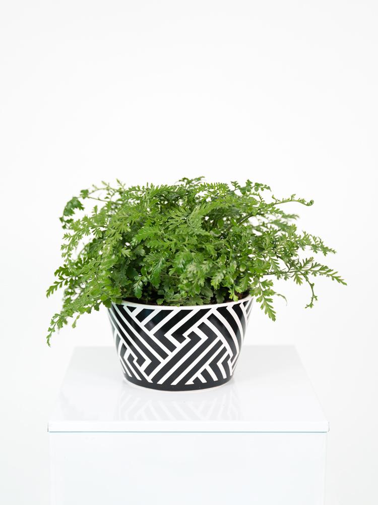 ASPLENIUM PARVATI ZI1407 BLACK&WHITE CERAMICA ZIB.