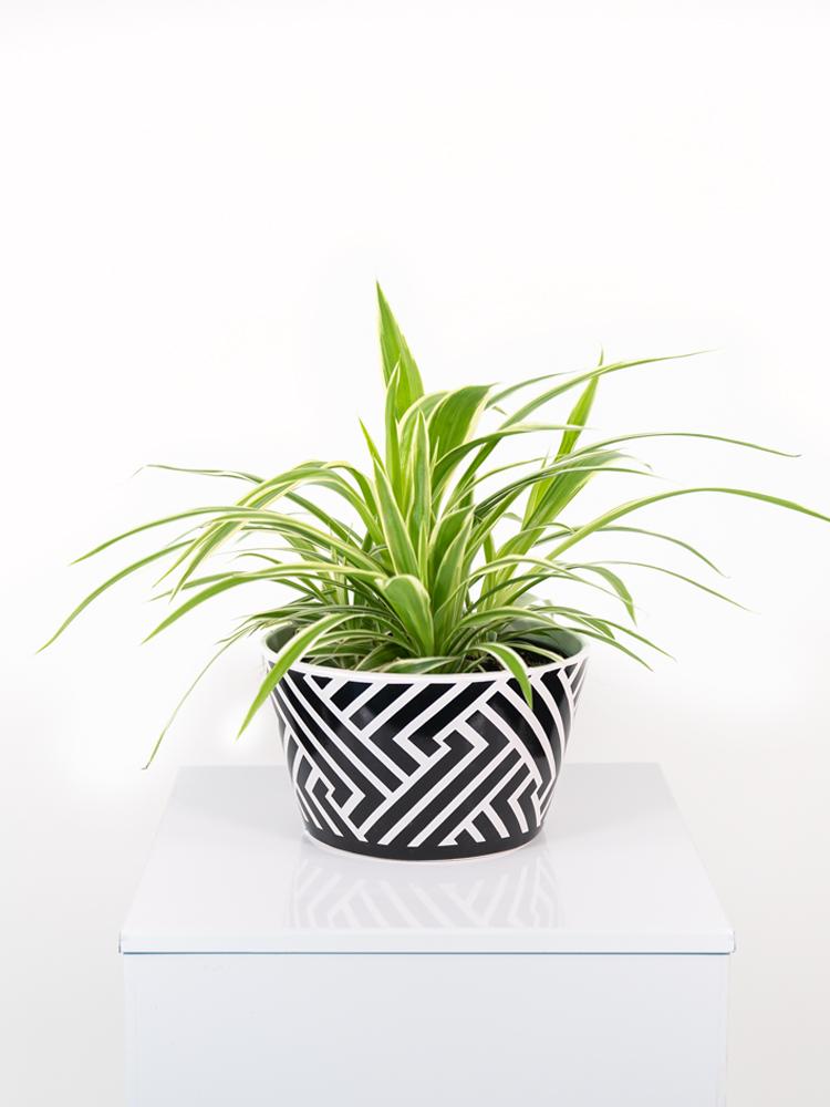 CHLOROPHYTUM VAR. ZI1407 BLACK&WHITE CERAMICA ZIB.