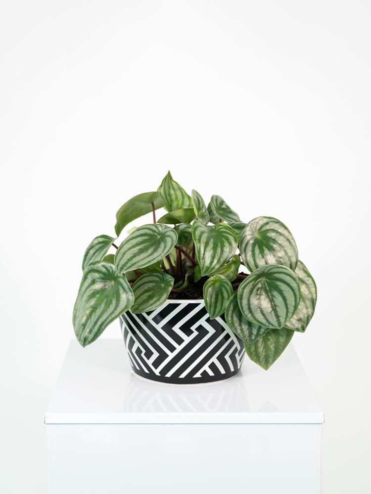 PEPEROMIA WATERMELON ZI1407 BLACK&WHITE CERAMICA Z