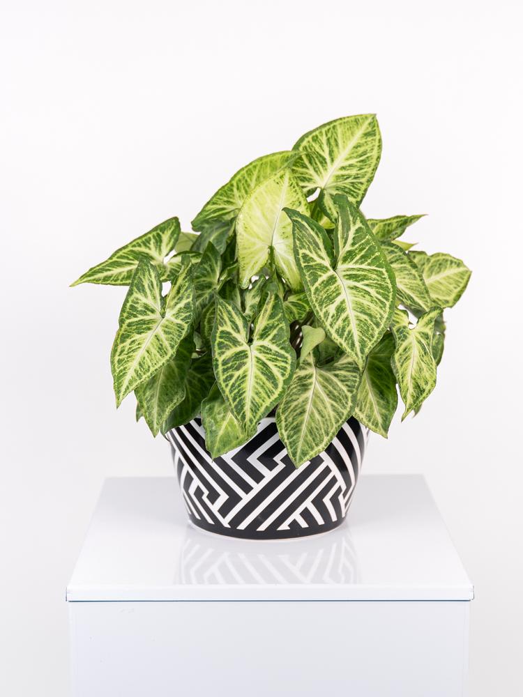 SYNGONIUM ARROW ZI1407 BLACK&WHITE CERAMICA ZIB.