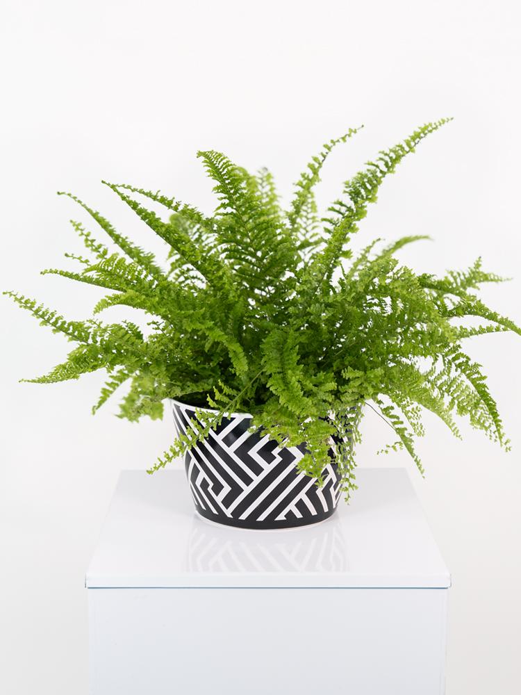 NEPHROLEPIS FLUFFY RUFFLES ZI1407 BLACK&WHITE CERA