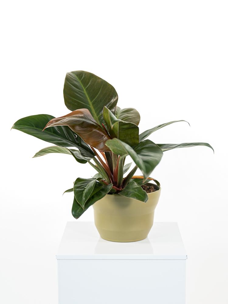 PHILODENDRON IMP. RED PO1508 VERDE OLIVA OPACO POT