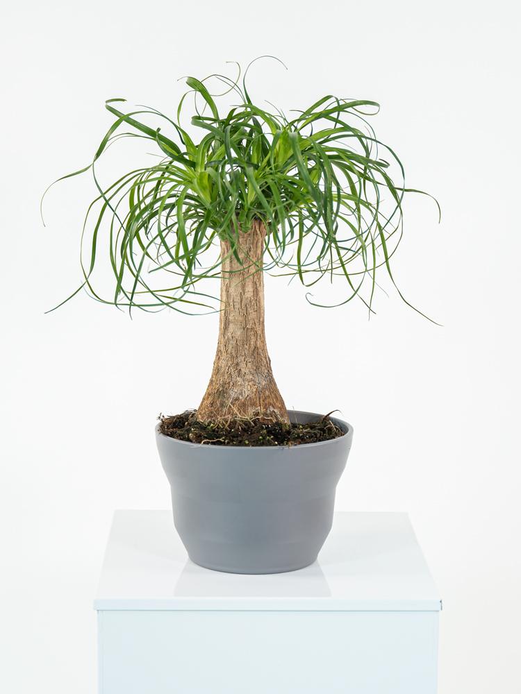 BEAUCARNEA PO1609 GRIGIO BASALTO OPACO POT.