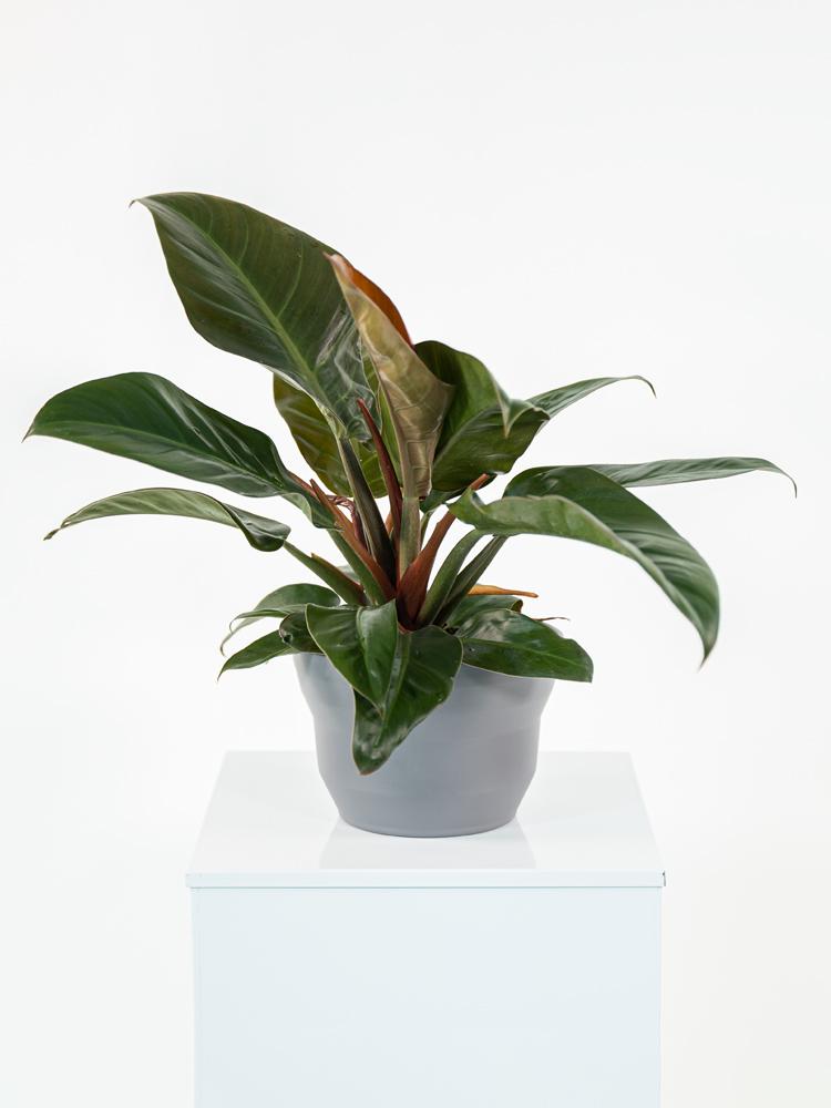 PHILODENDRON IMP. RED PO1609 GRIGIO BASALTO OPACO 