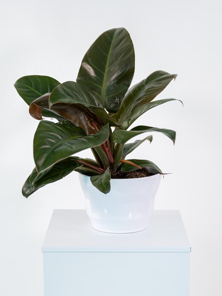 PHILODENDRON IMP. RED PO1710 BIANCO LUCIDO POT.