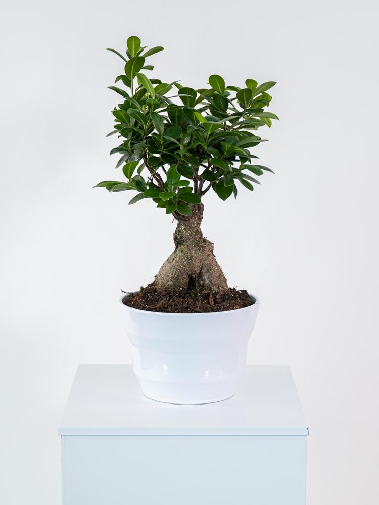 FICUS GINSENG GR150 PO1710 BIANCO LUCIDO POT.