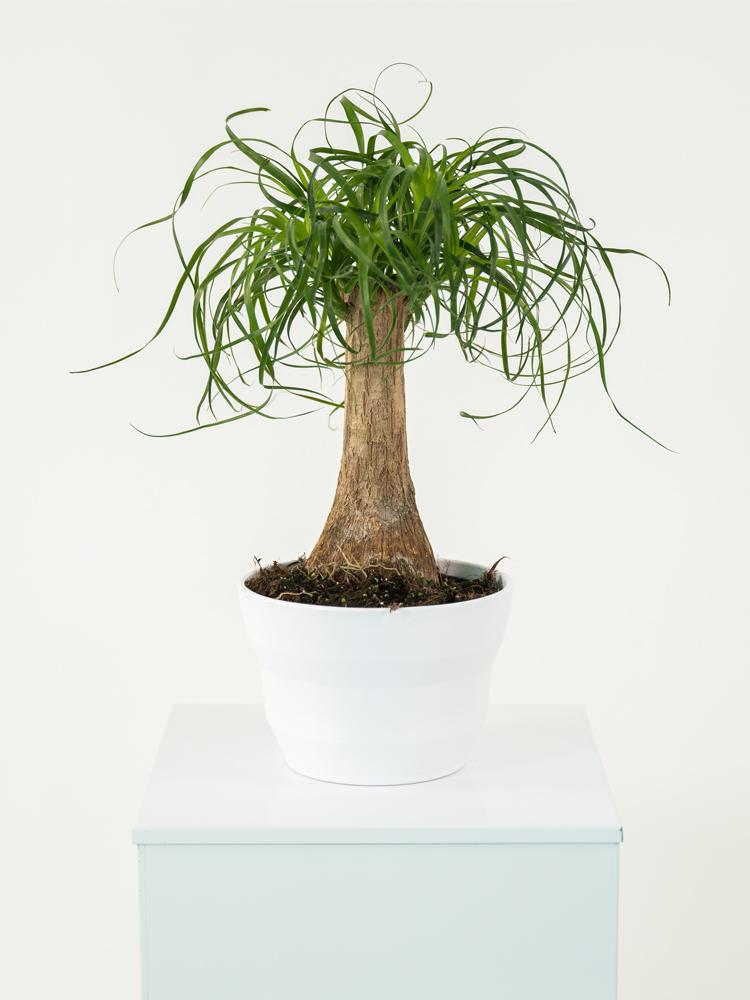 BEAUCARNEA PO1711 BIANCO OPACO POT.